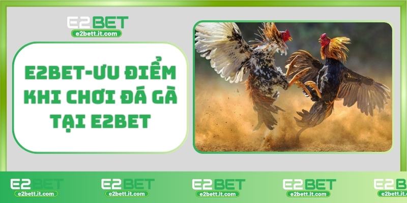 Đá Gà E2BET – Trực Tiếp Kịch Tính, Cá Cược Hấp Dẫn Từng Giây E2BET-Ưu điểm khi chơi đá gà tại E2BET